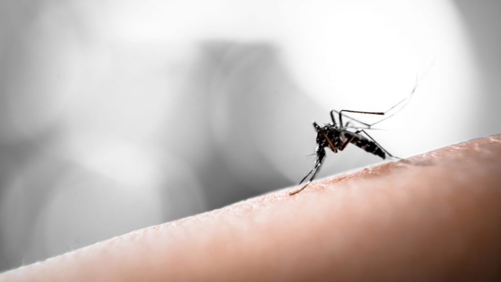 蚊症病例较前一周增16% 2死亡病例