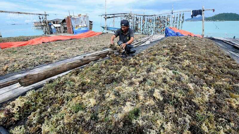 沙沿海地带经济动力 海藻养殖业 前景光明