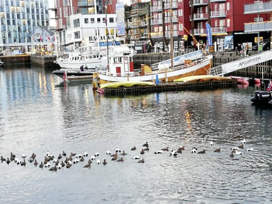 码头可以看到成群的水鸭子。(photo:SinChew)