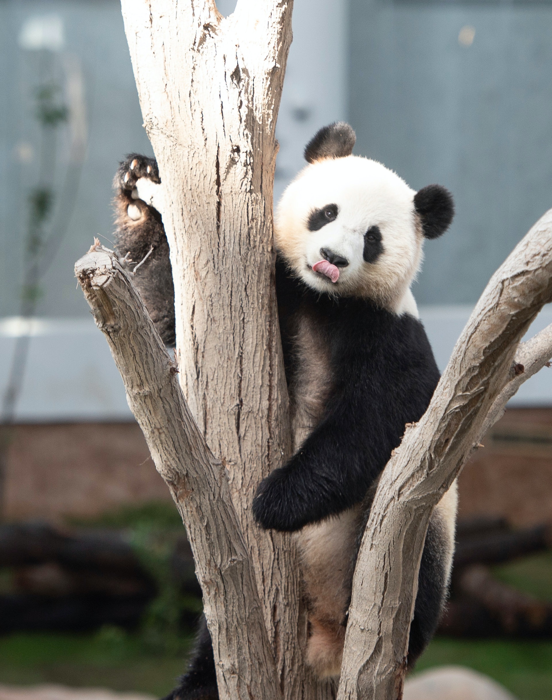 世界杯开踢前中国赠送卡塔尔的两只大熊猫亮相2