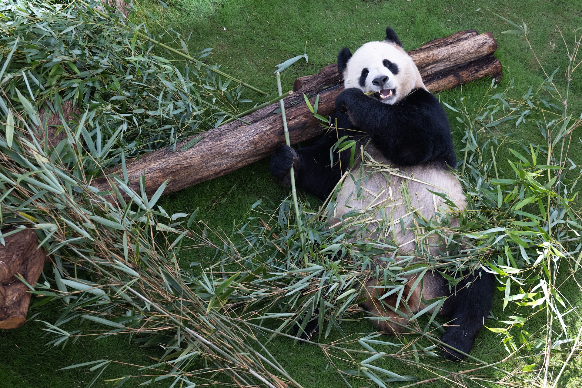 世界杯开踢前中国赠送卡塔尔的两只大熊猫亮相2