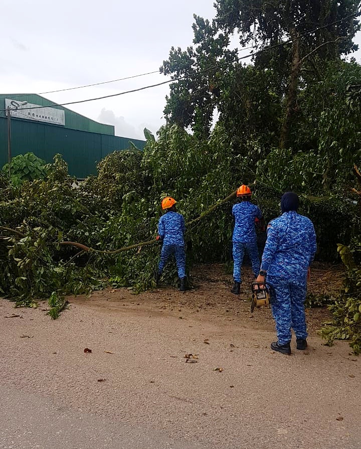 东：文德甲工业城3路多棵大树在暴风雨中吹倒，影响到车辆出入并压中一些地区电缆。