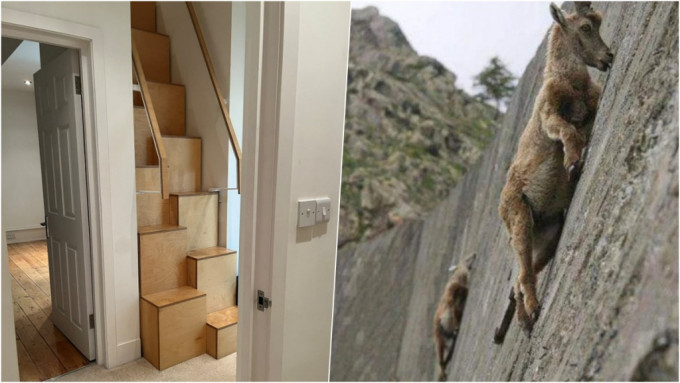 买房惊见“陡峭怪楼梯” 英女：难道我是山羊吗?