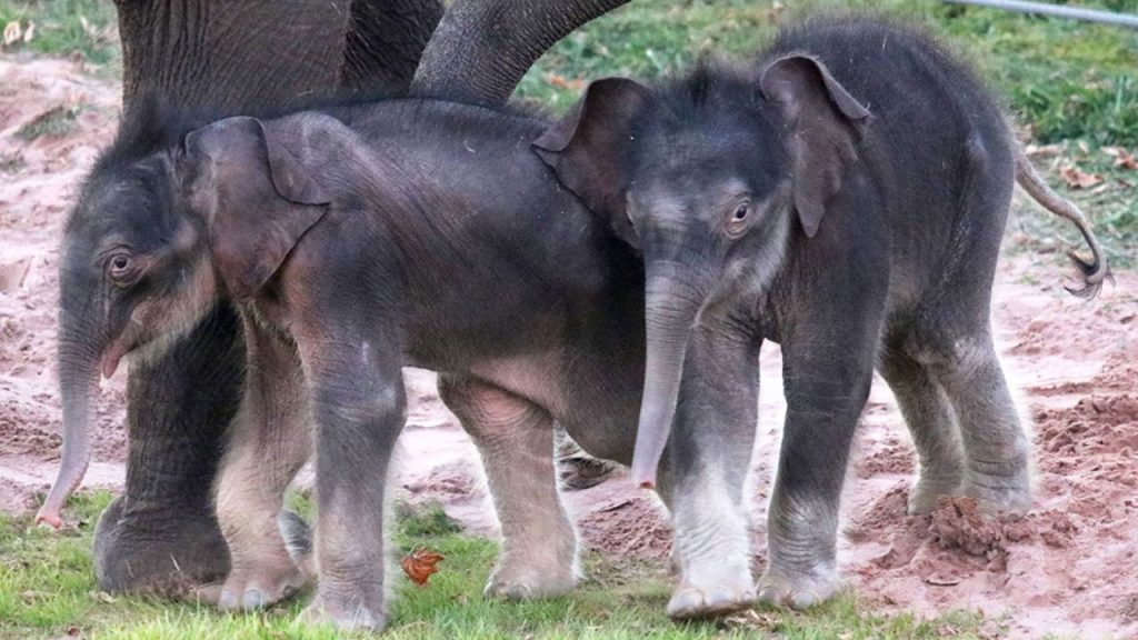 亚洲象罕有喜迎双胞胎成全美首例