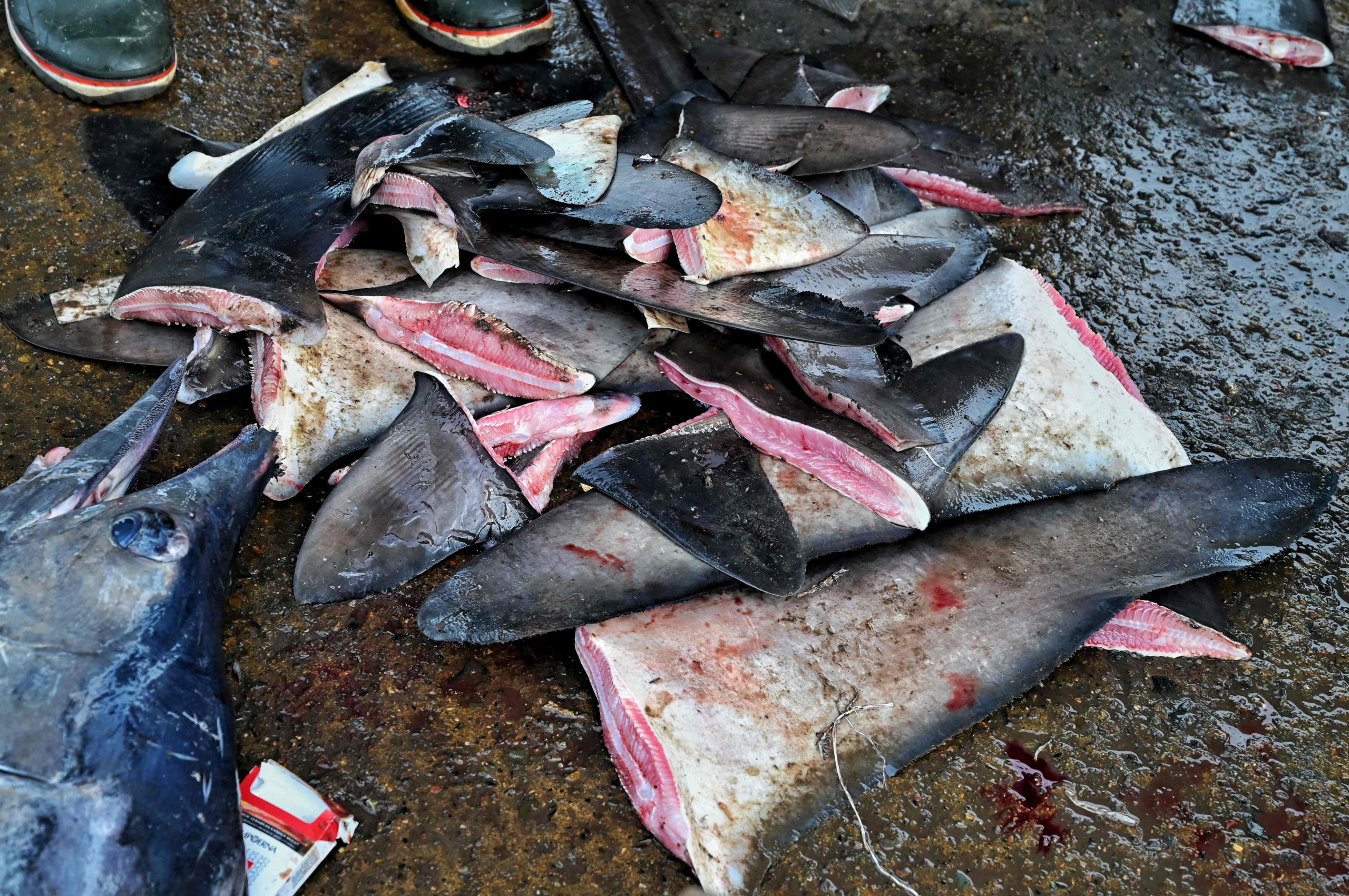 全球野生动物峰会通过保护多种鲨鱼 减少鱼翅贸易