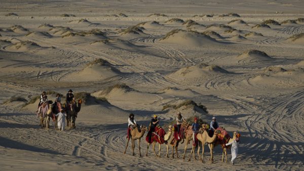 卡塔尔世界杯涌入上百万球迷 骆驼载客量暴增累瘫