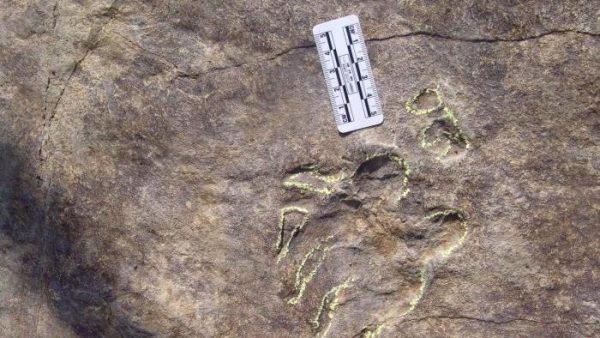 山东诸城现罕见龟类足迹化石  形态各异被定为新属新种