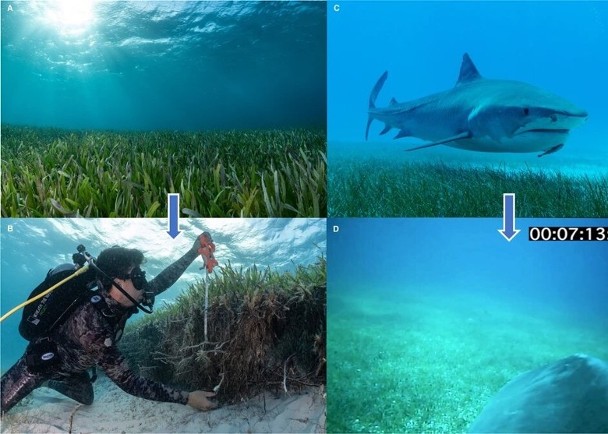 拼盘／虎鲨追踪摄影机领路　助发现世界最大海草森林