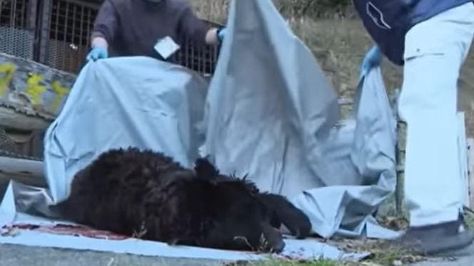 饲养熊只逾20年  日本七旬翁遭熊攻击致死