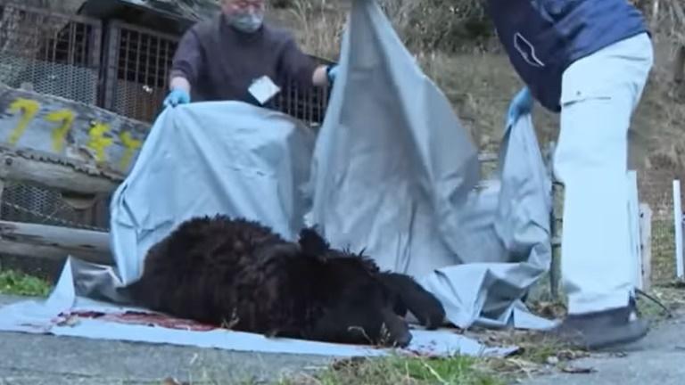 日本七旬翁饲养熊只逾20年竟遭攻击致死 熊只最终被击毙
