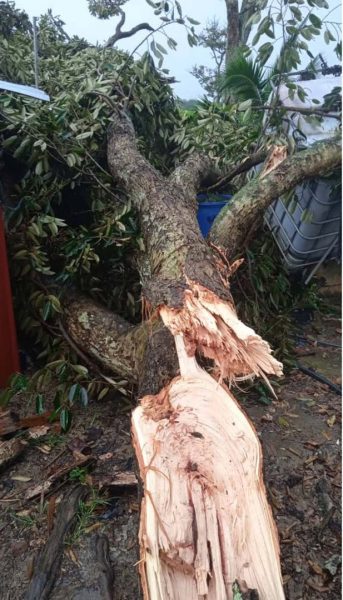 强风暴雨袭砂益郊区  榴梿树被毁 园主损失大