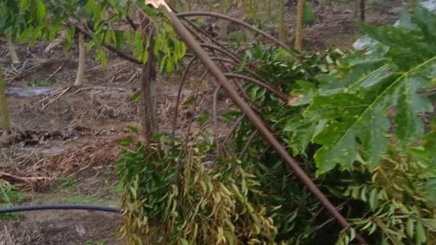 强风暴雨袭砂益郊区  榴梿树被毁 园主损失大