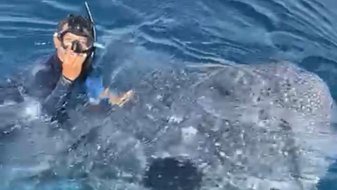 仙本那拍视频呼“太好运”      游客骑鲸鲨 激怒潜水界
