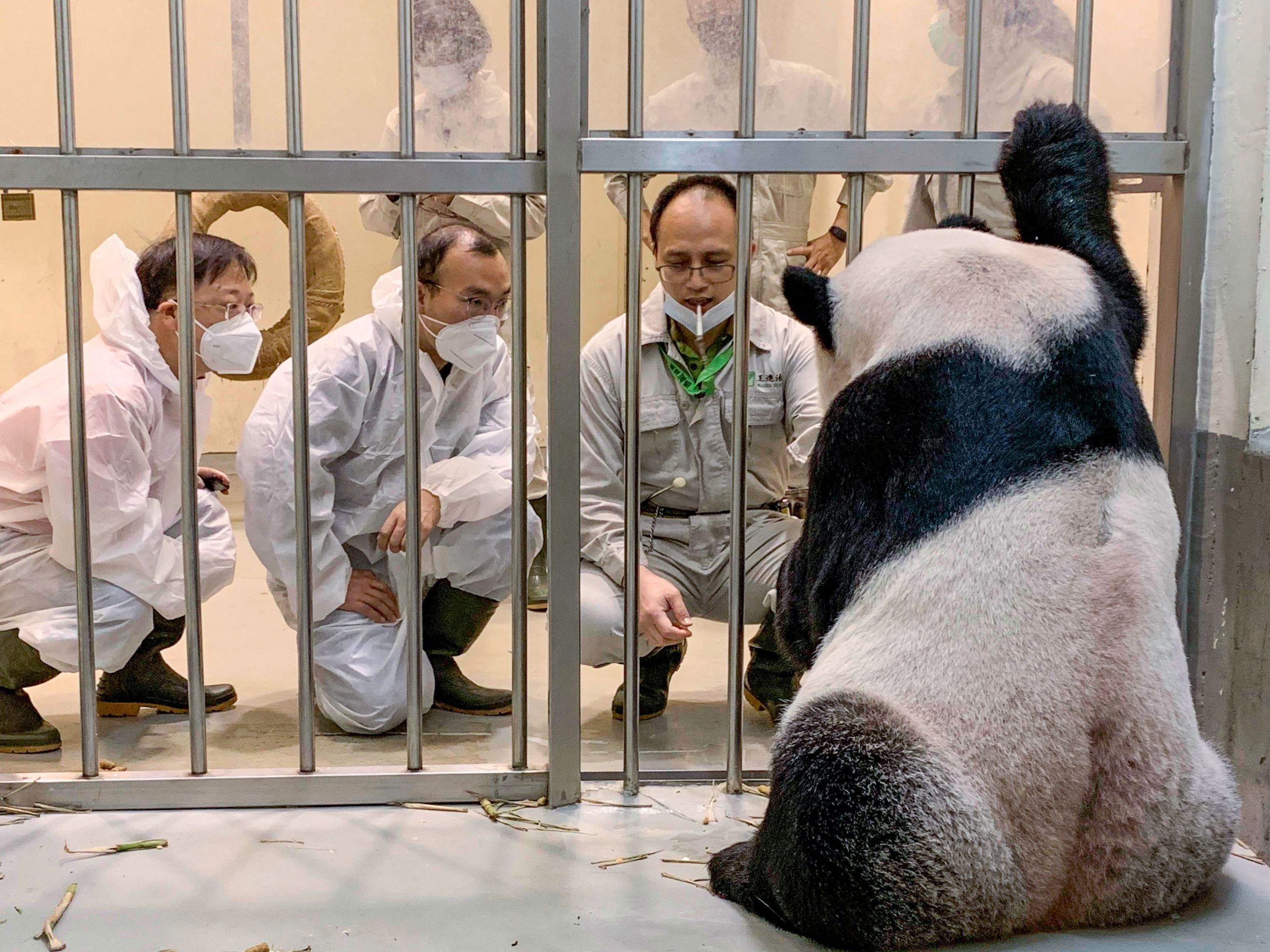 看世界)中国大陆两名专家抵台探望大熊猫“团团”