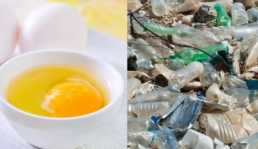 绿量无穷／ 最新研究发现：蛋清可从海水中过滤出微塑料 对抗塑料污染 