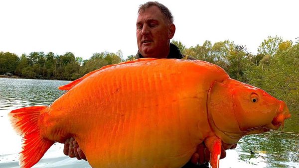 英汉钓获逾67磅巨型金鱼  有望刷新世界纪录