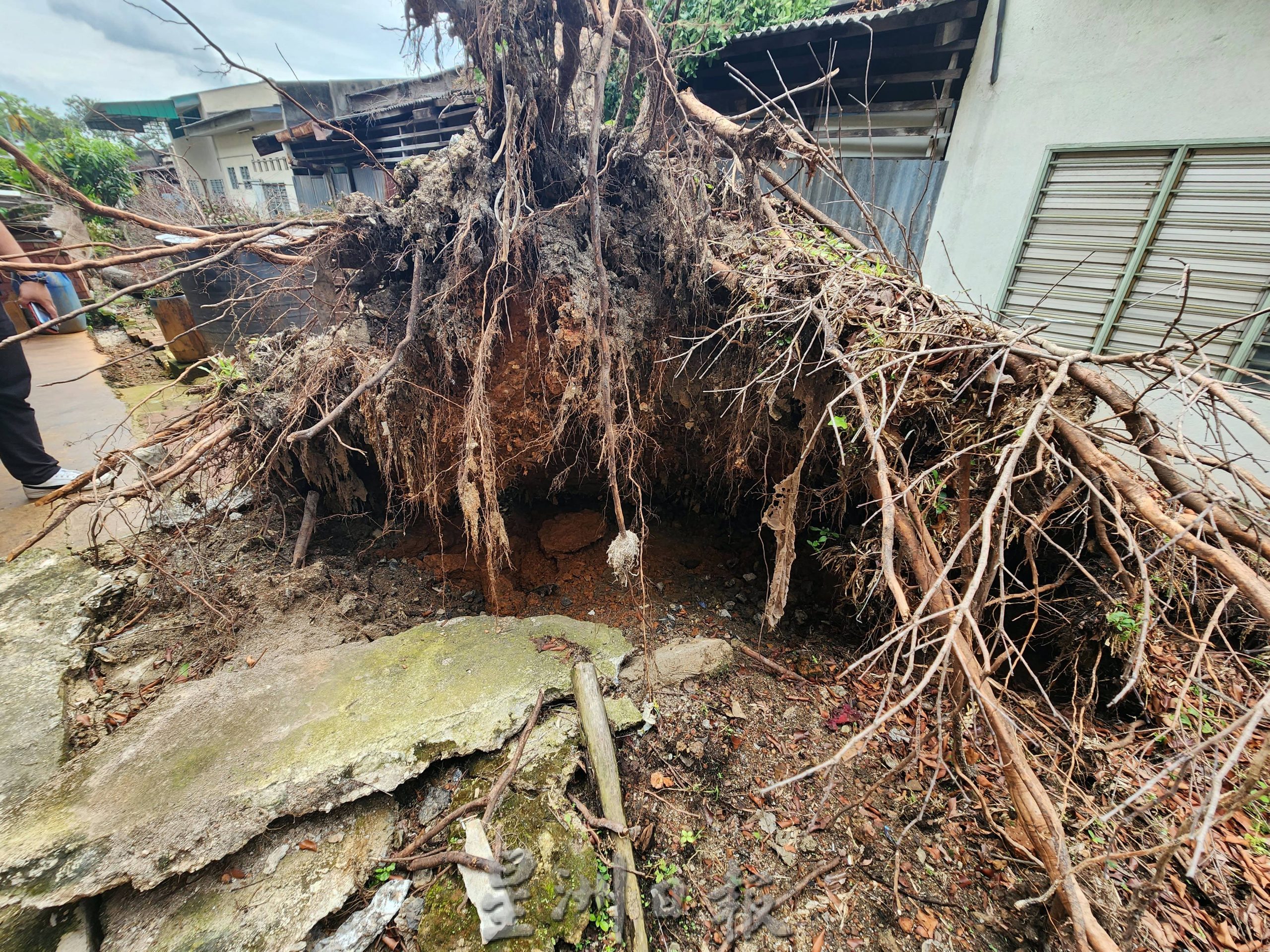（古城第六版主文）树倒压木屋两星期未处理，居民担心木屋无法久撑而塌下