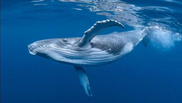 研究：污染比所想严重 蓝鲸每天摄入43.6公斤塑胶微粒