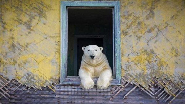 20只北极熊住废弃屋　他用镜头捕捉样貌夺摄影大奖