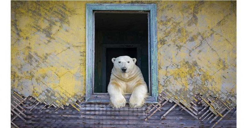 20只北极熊住废弃屋　他用镜头捕捉样貌夺摄影大奖 