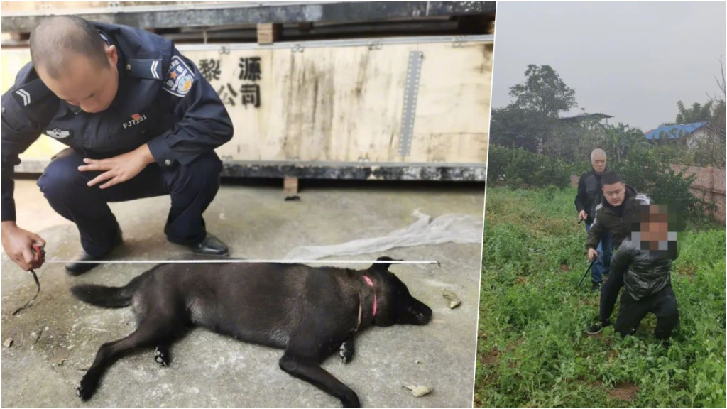 4人涉毒镖射杀犬只被捕　警检逾500公斤疑似狗肉