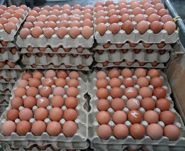 “鸡蛋价格会降低！” 安华：末沙布明宣布新价