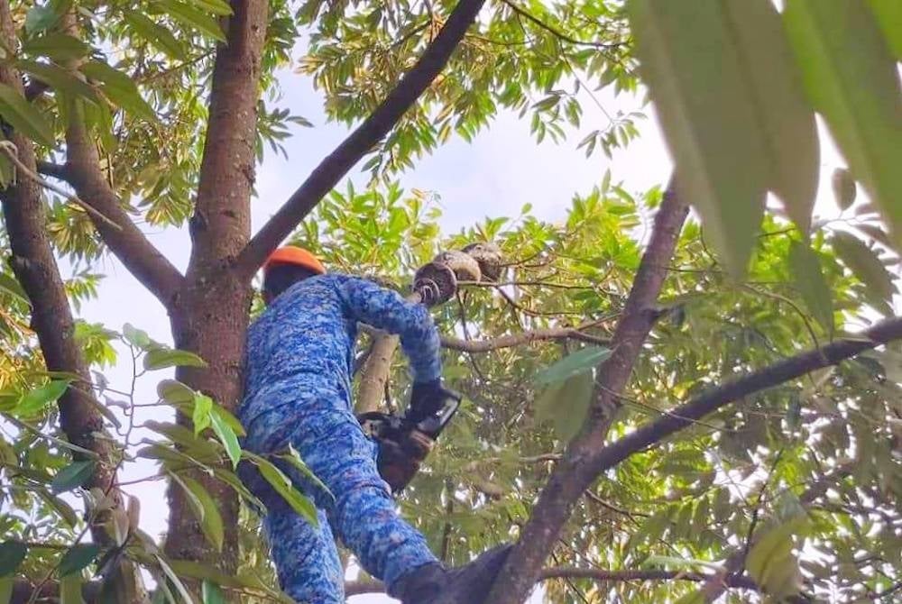 东:发现大蟒蛇盘附在自家榴梿树上，男子求助民防部队抓蛇。