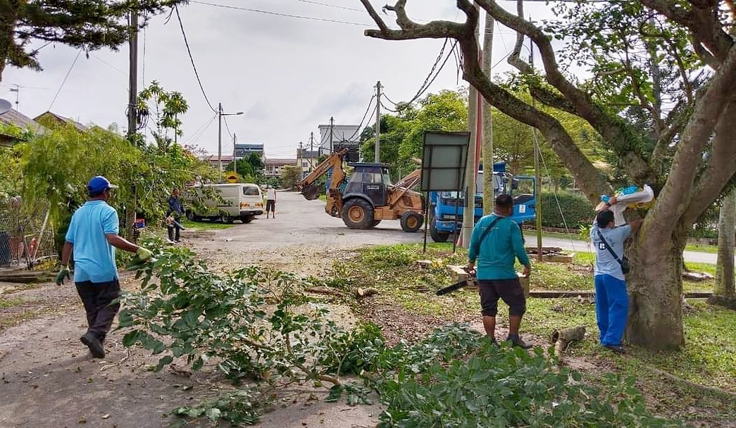 东：文德甲李增花园公园数棵茂密的树木，获得淡马鲁市议会砍树组派员修葺。