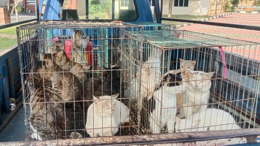 龙运市会捕获   37流浪猫安置猫公园 
