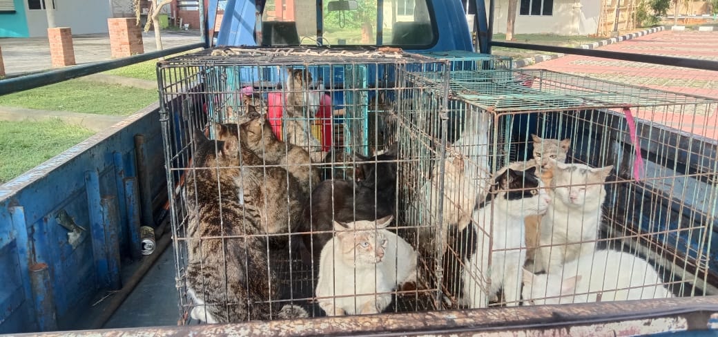 东：龙运市议会在美食中心及巴刹一带抓捕到37只流浪猫，并把它们送到龙运猫公园安置。