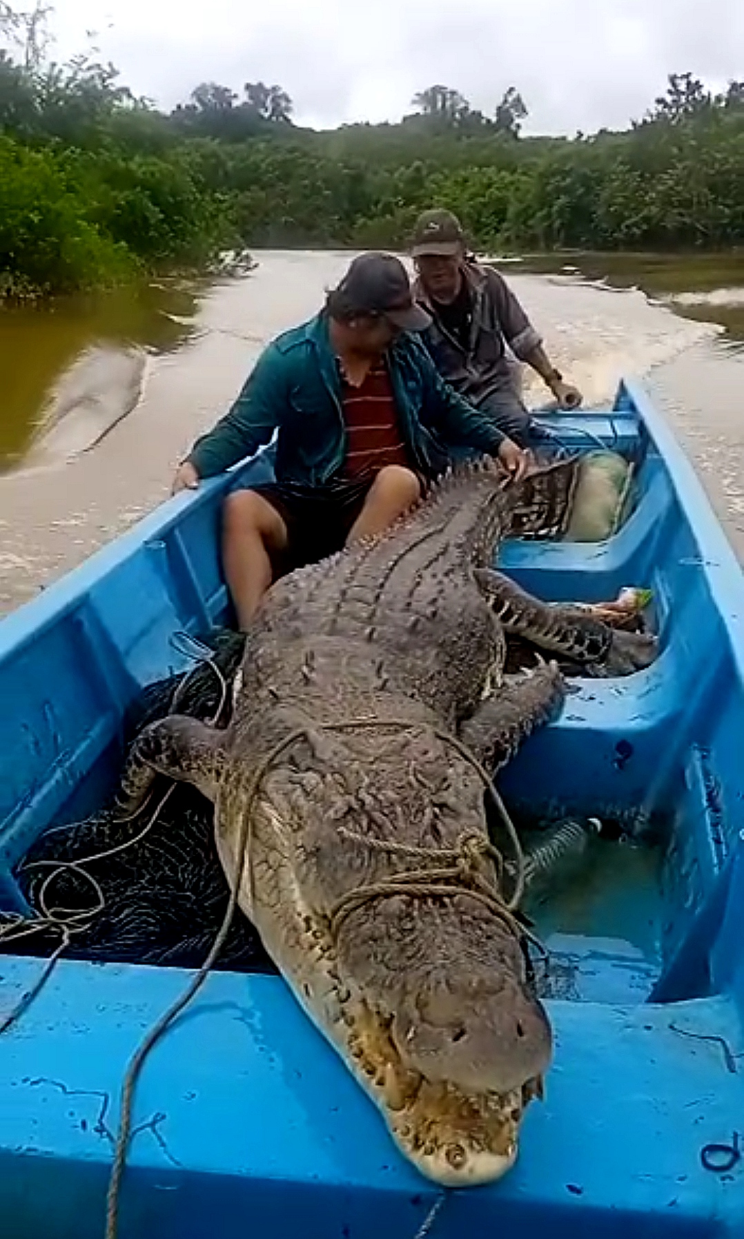 峇南弄巴耐渔民设饵捕鲶鱼却钓到一只200公斤重的鳄鱼