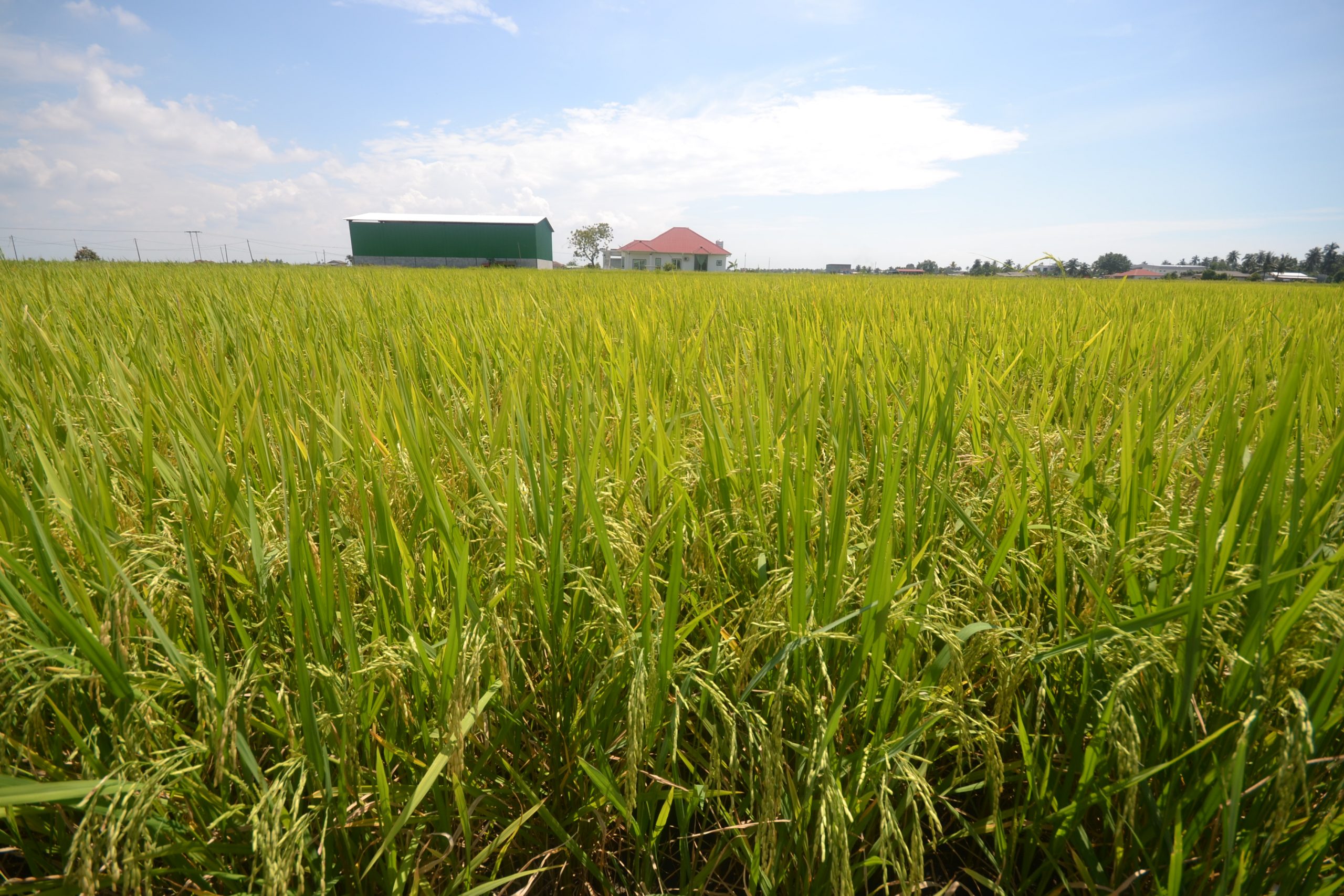 州议会/早报的另一个头/气候变化令雪滨海稻米减产