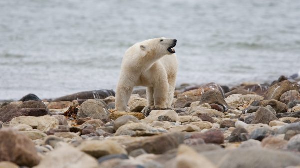 “世界北极熊首都”北极熊快速消失中 40年少了近5成