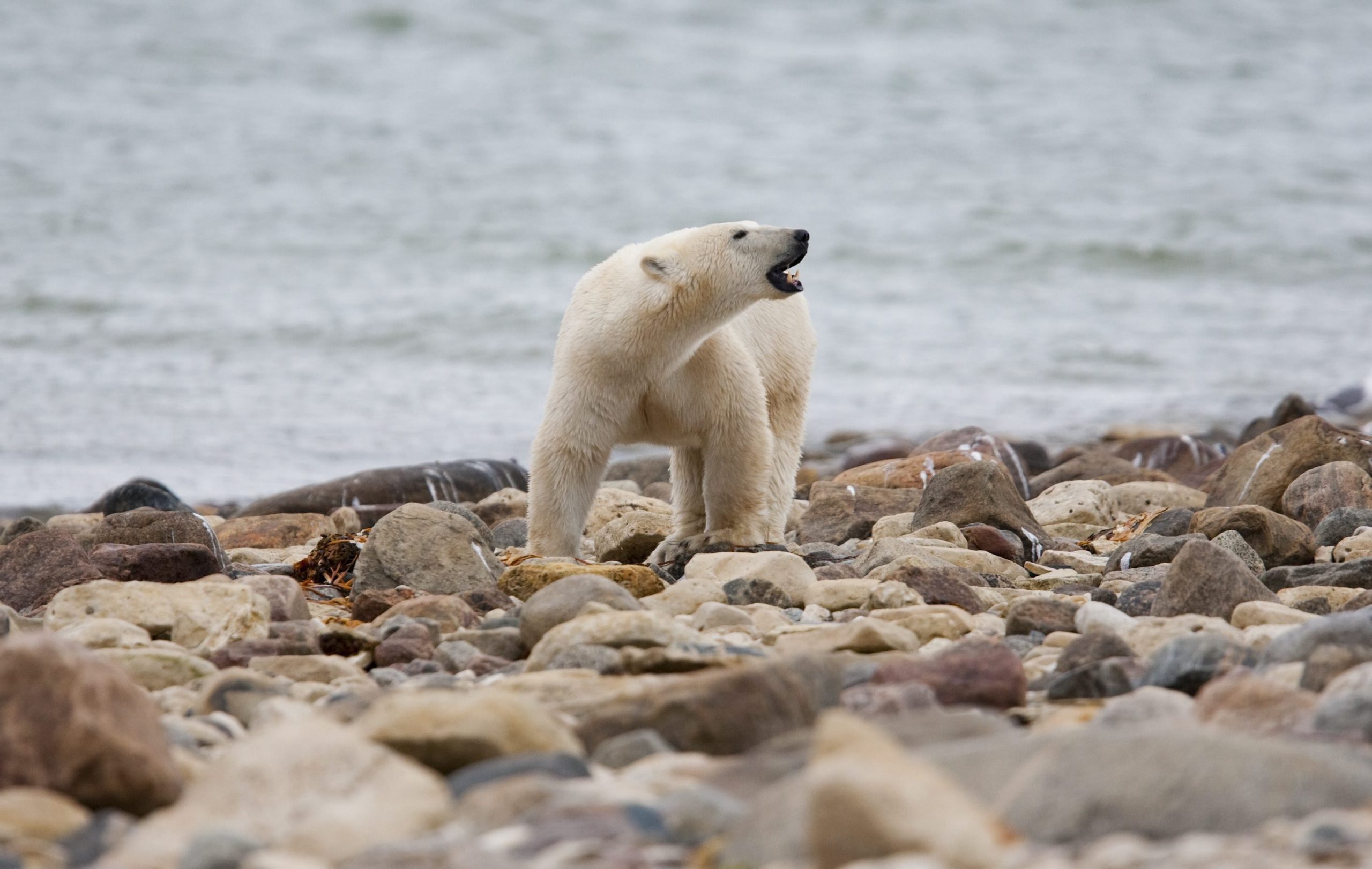 拼盘／“世界北极熊首都”北极熊快速消失中 40年少了近5成
