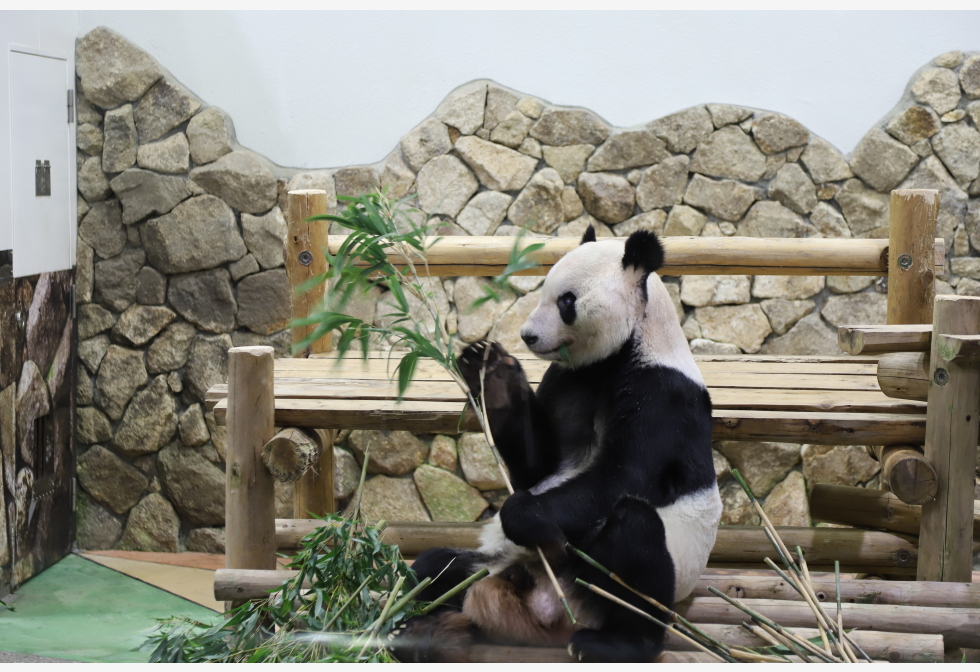 旅日大熊猫任友好特使　明年初与2女儿回国