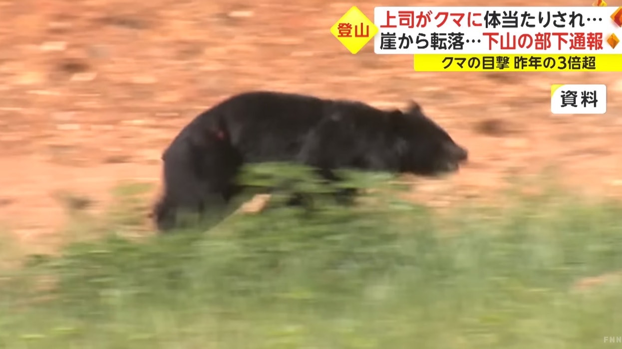 日本男子登山遇黑熊　遭飞扑撞落30公尺悬崖惨死