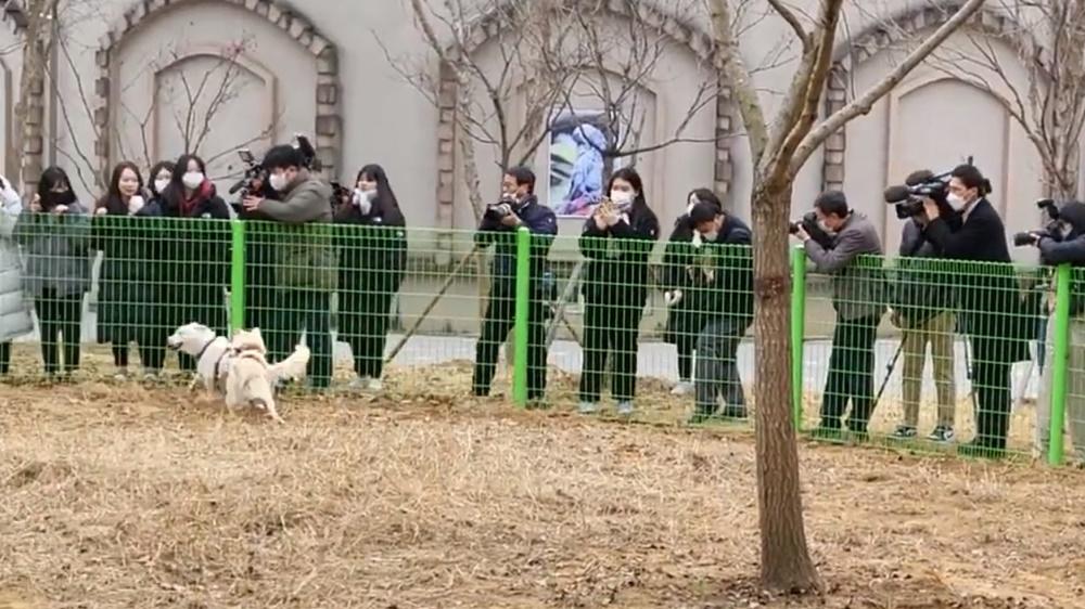朝鲜所赠2丰山犬觅入新家 被安置于韩国光州动物园