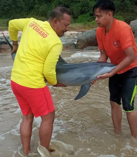柔：搁浅亚逸巴班海滩  受伤小海豚放回大海