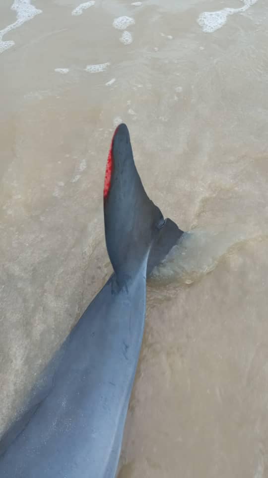 柔：搁浅亚逸巴班海滩  受伤小海豚放回大海