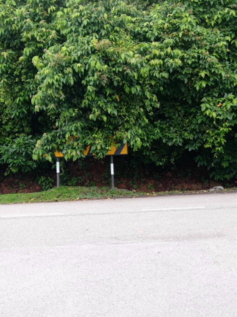 柔：新闻：道路指示牌被树杈遮挡，村民呼吁县议会尽快处理
