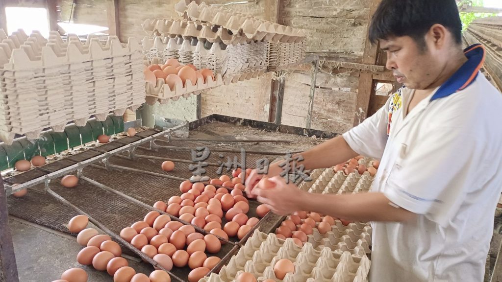 蛋农:若政府长期进口 人民将逼吃贵蛋