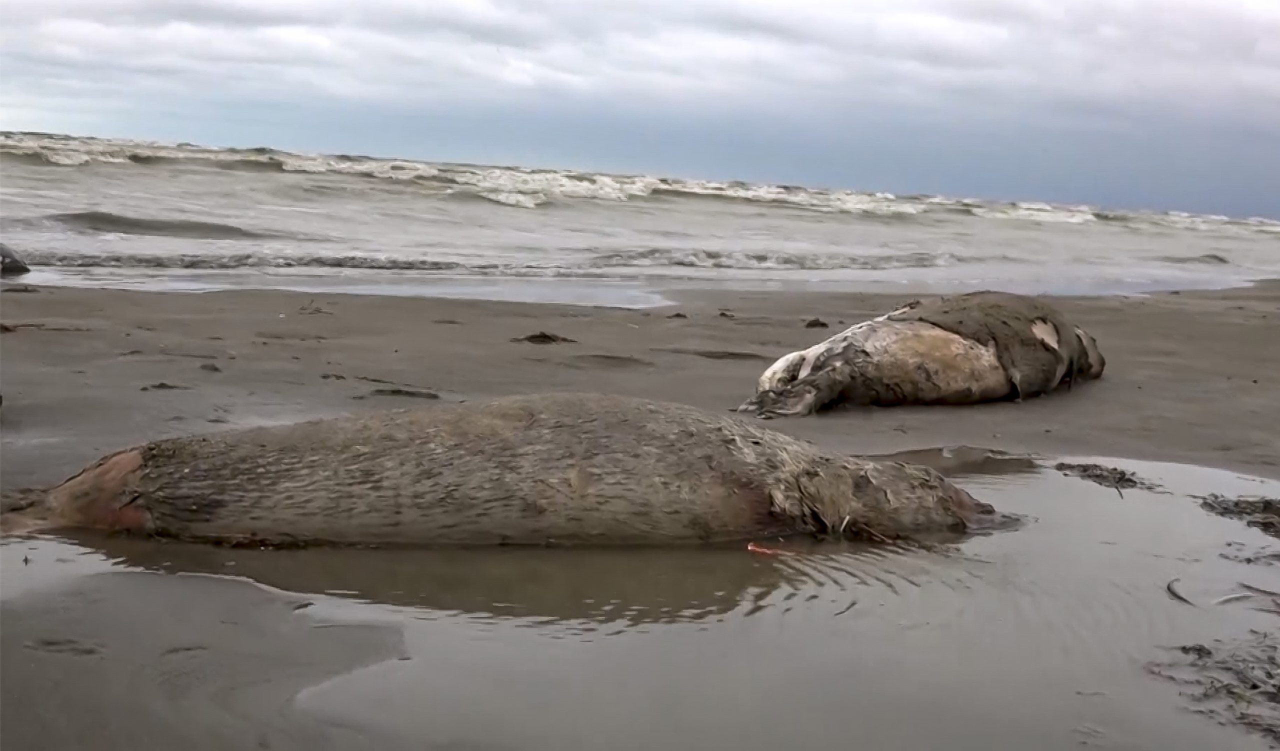 看世界／俄罗斯里海沿岸约2500头海豹死亡 确切原因不明