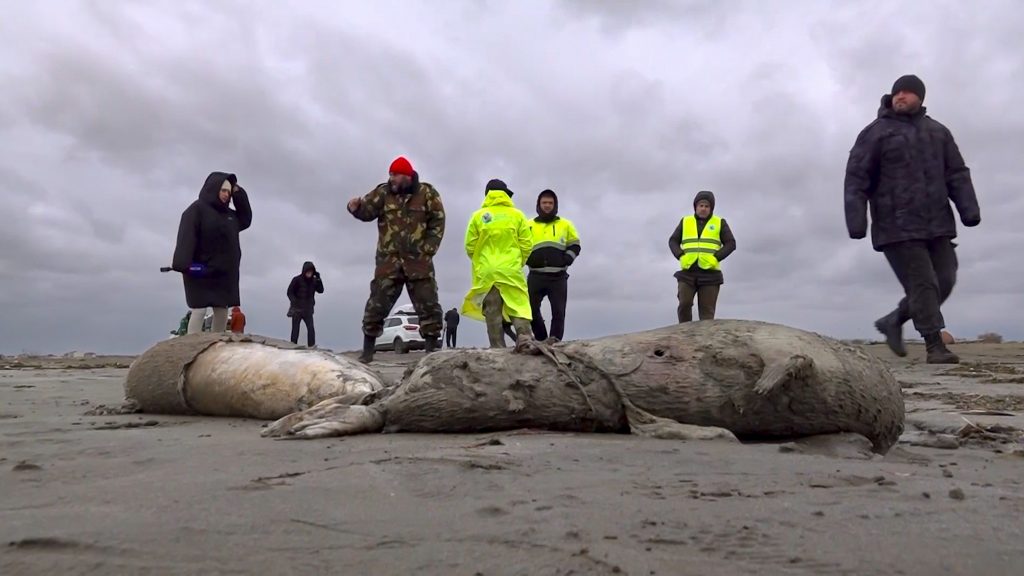 俄罗斯里海沿岸2500海豹死亡  确切原因不明
