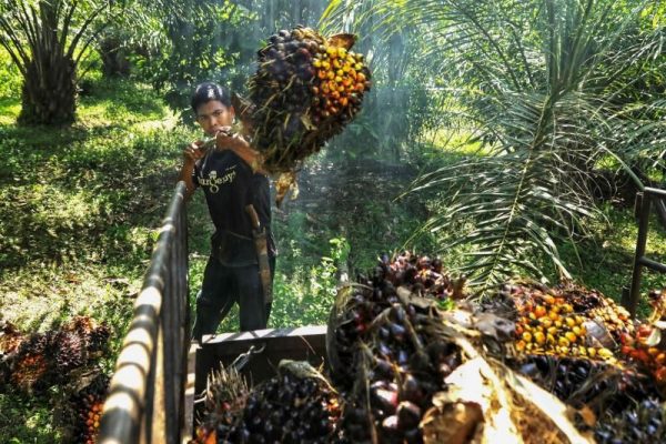 印尼元旦起  减棕油出口