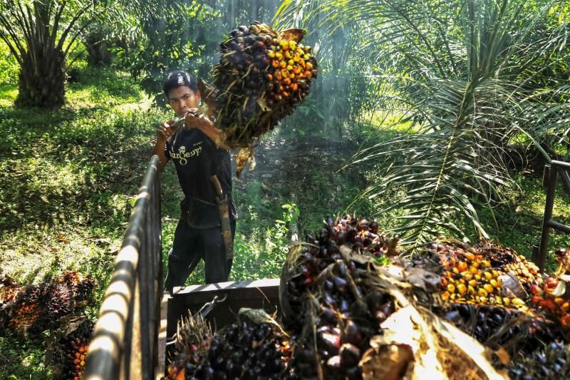 看世界／印尼元旦起减棕榈油出口