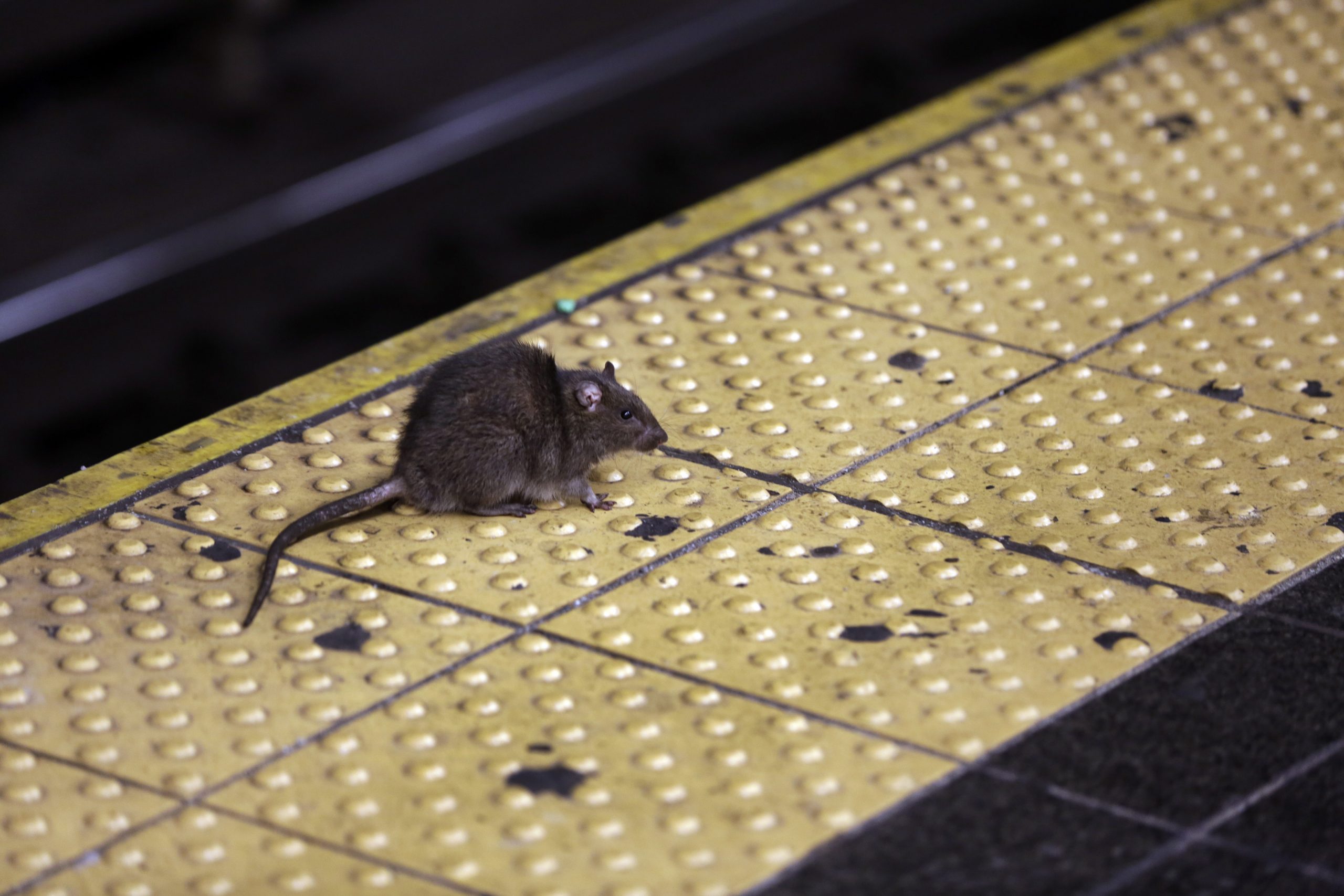 美国纽约老鼠泛滥成灾 政府高薪招聘“灭鼠总管”