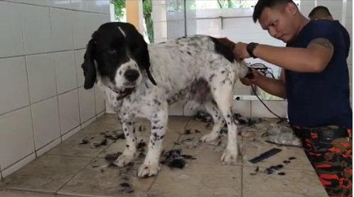 视频|K9犬搜救后梳理美容 “剪短毛发一定很帅”！