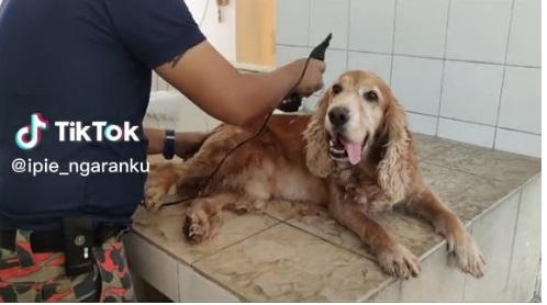 视频|K9犬搜救后梳理美容 “剪短毛发一定很帅”！