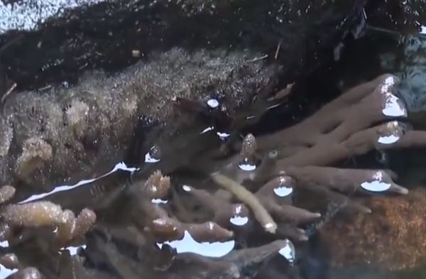 贵州发现6亿年古老生物！竟是鹿角状“海绵宝宝”