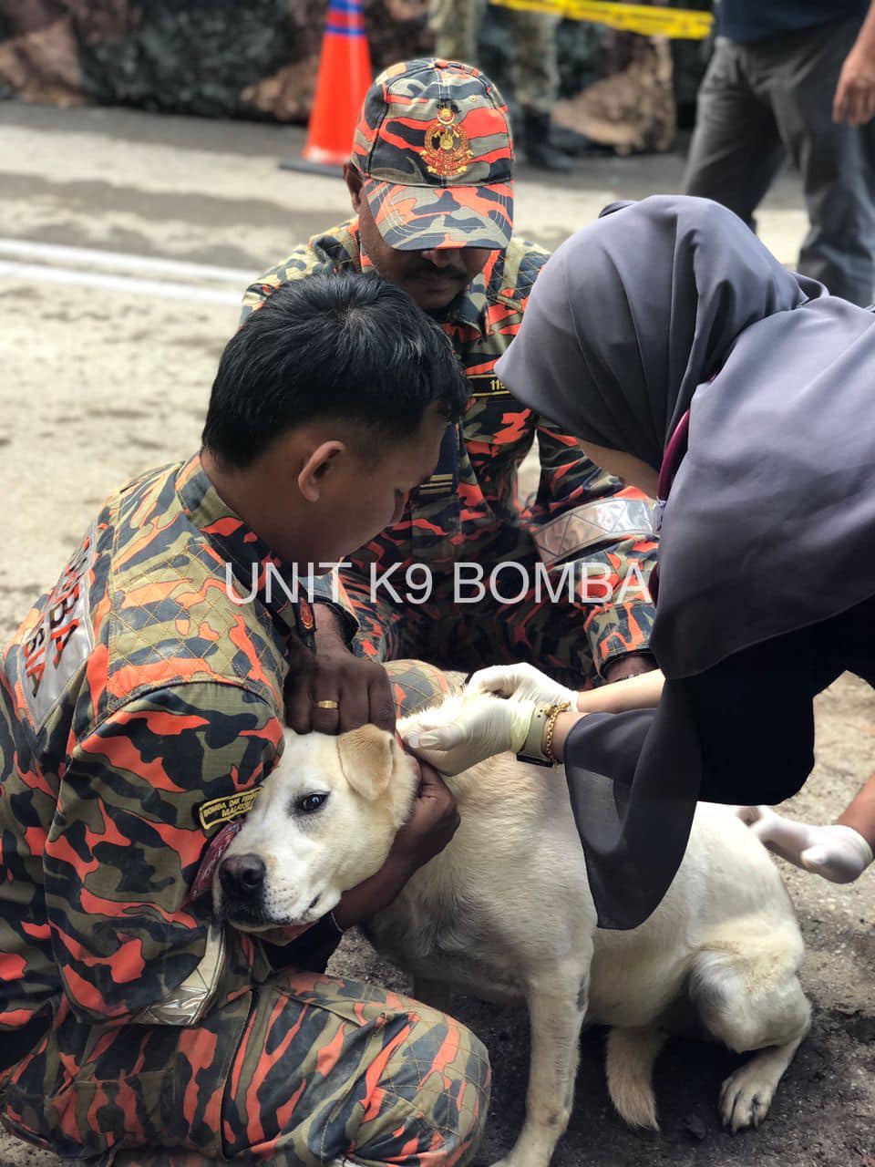 辛苦了！蕉赖兽医团队动员 为K9搜救犬做紧急护理